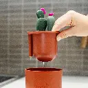 RS24807_B11402_Cacti_Lifestyle_04-lpr.webp