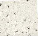 Lingette Hydrophile 110x110cm Tiny Sheep | Ecru